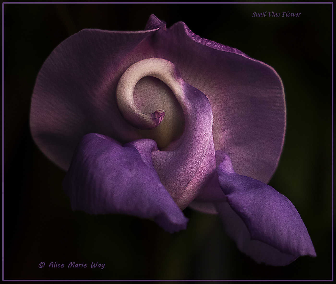 Snail Vine Flower snail-vine-flower